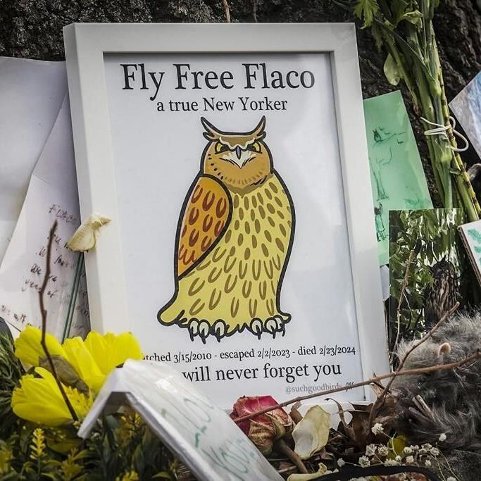 Fans gather to say goodbye to Flaco the owl in New York City memorial